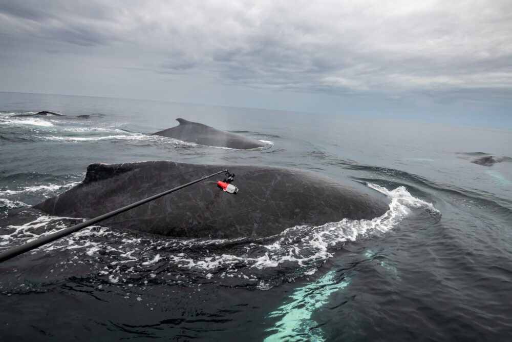 Henley Spiers Photography whale with CATS tag