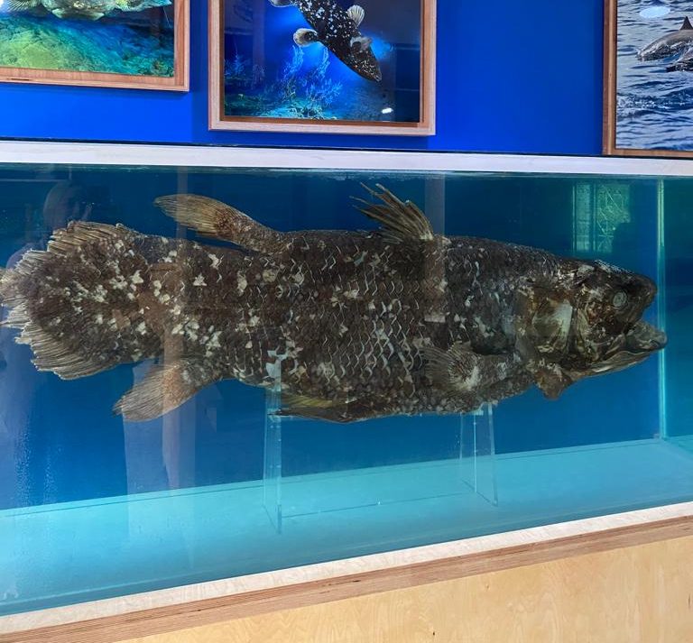 Preserved Coelacanth display in a museum tank in Comoros within the Marine Protected Area exhibit.