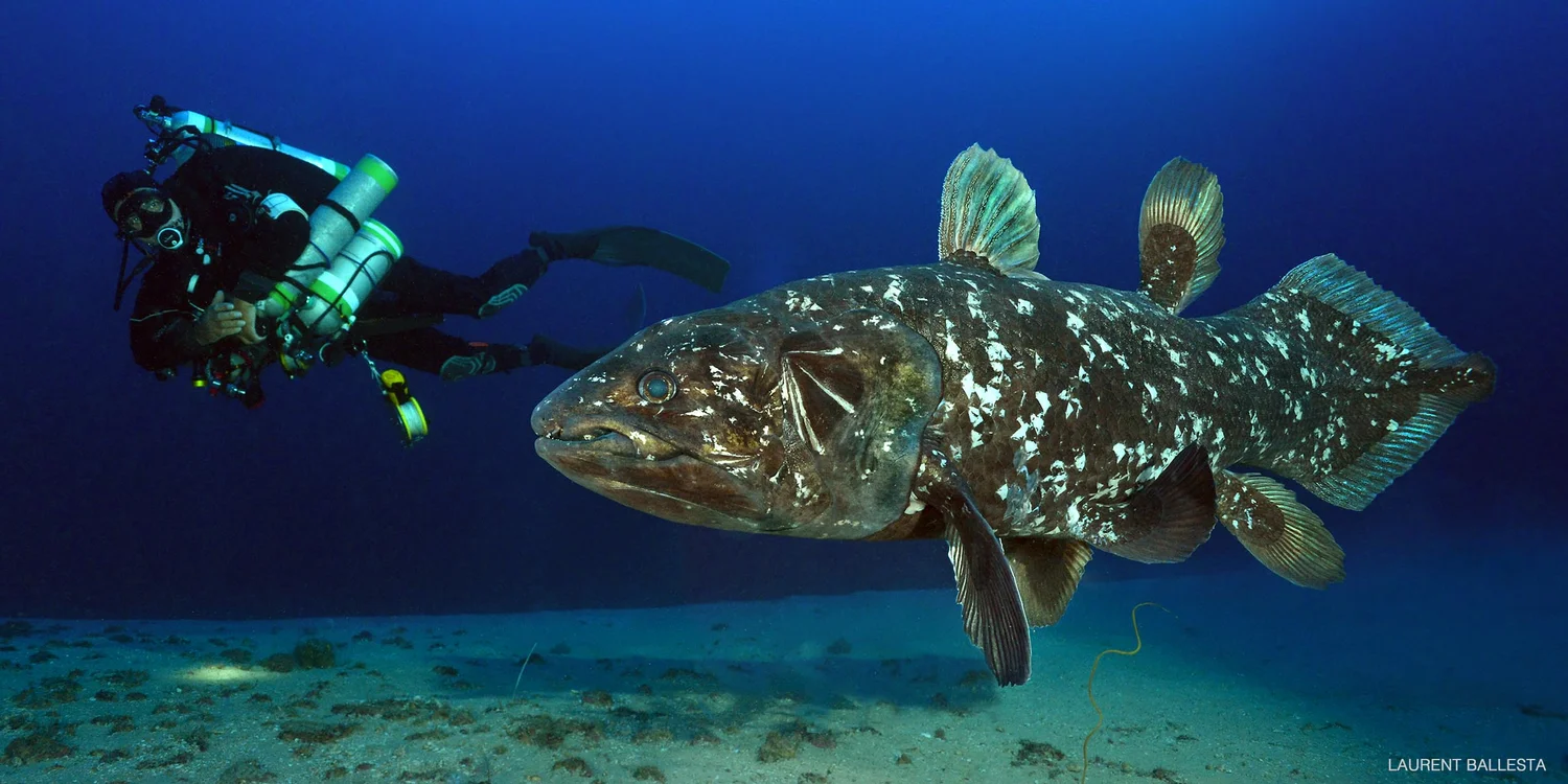 Coelacanth, one of the world’s oldest types of fish - found in the waters of Comoros.