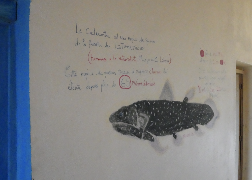 Wall mural of a Coelacanth with educational text inside the Comoros Marine Protected Area visitor centre.