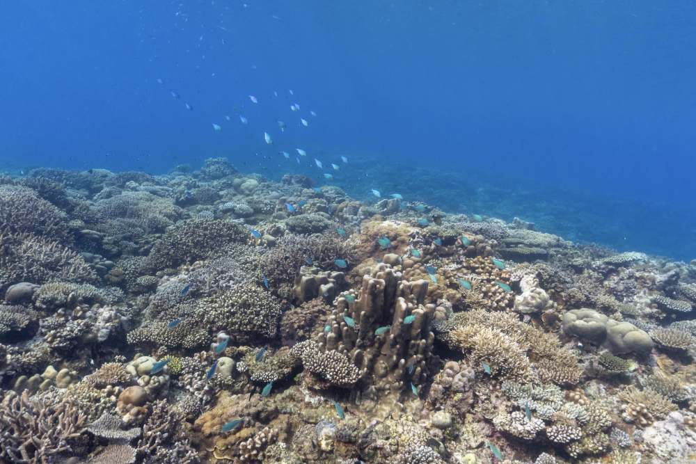 Healthy coral reef in Comoros demonstrates biodiversity vital to achieving 30x30 and expanding marine protected areas.
