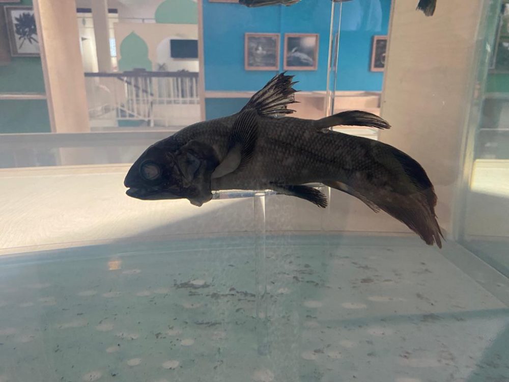 Smaller preserved deep-sea fish specimen displayed in Comoros Marine Protected Area Coelacanth exhibition.